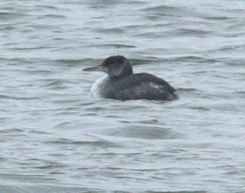 Red-necked Grebe (first winter)  photo 2