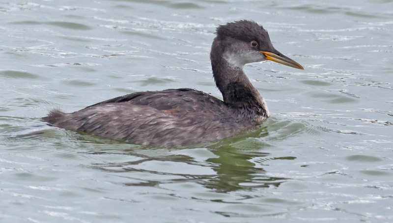 Red-necked Grebe (non-breeding adult)