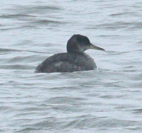 Red-necked Grebe (first winter)  photo 3