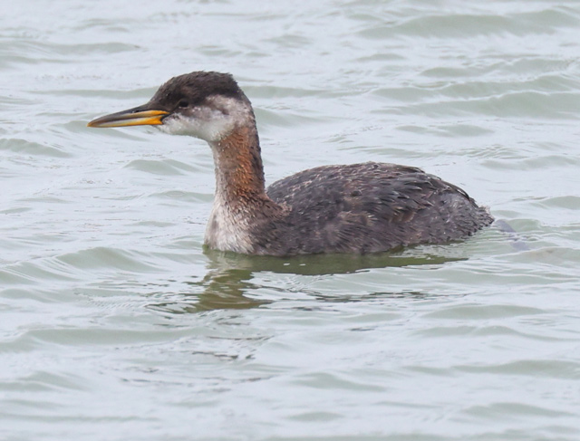 Red-necked Grebe (juvenile)
