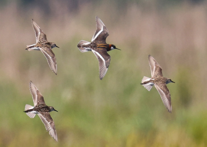 Red-necked Phalarope