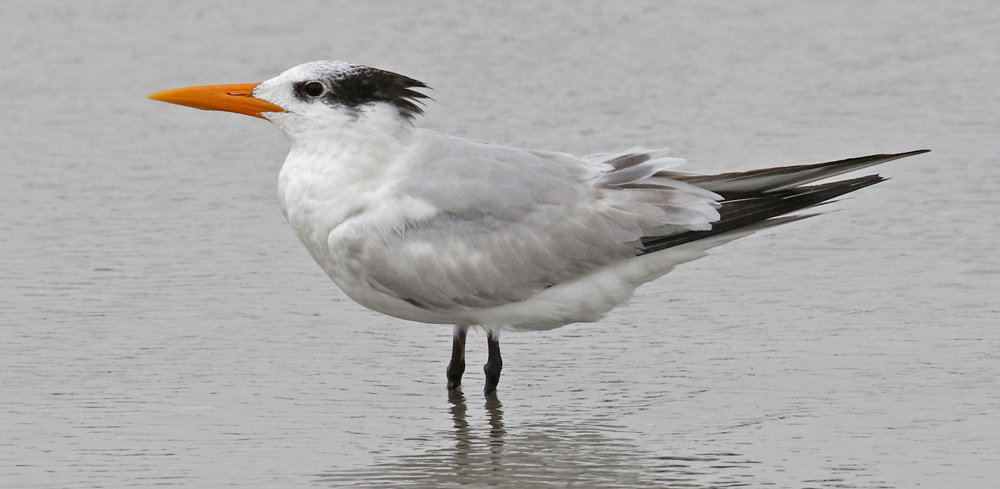Royal Tern (non-breeding adult)