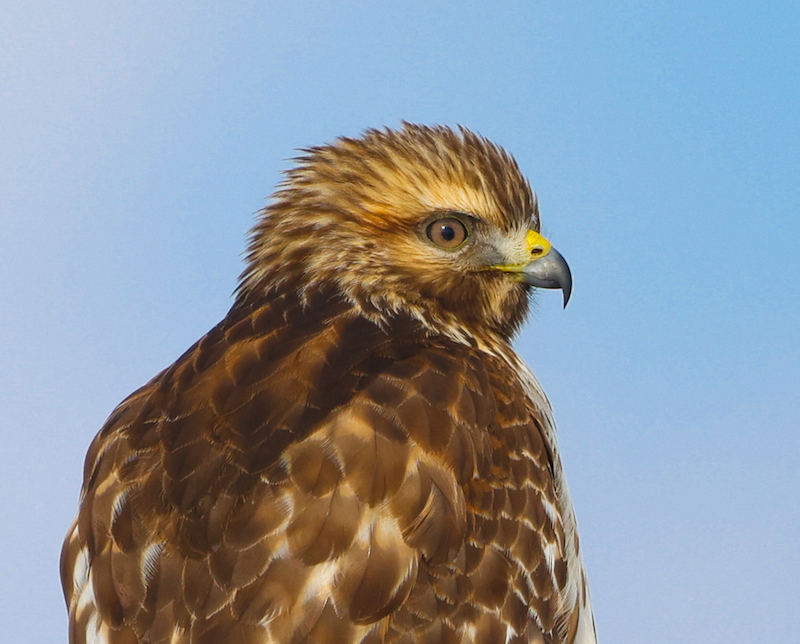 Red-shouldered Hawk (juvenile)
