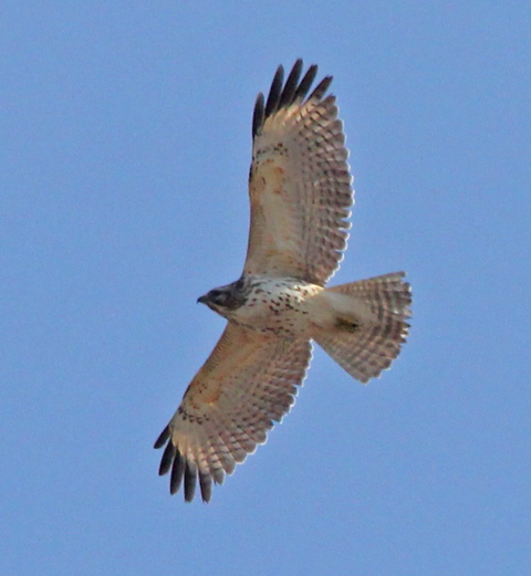 Red-shouldered Hawk (immature in flight)
