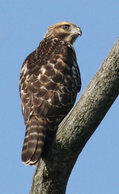 Red-shouldered Hawk (juvenile)