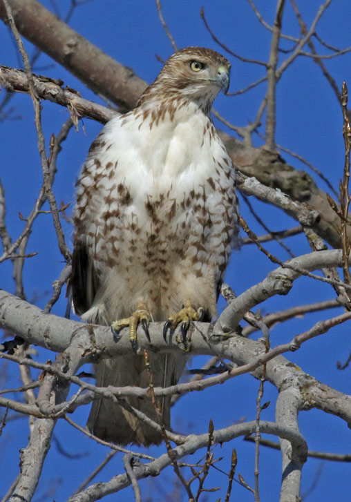 Red-tailed Hawk photo #1