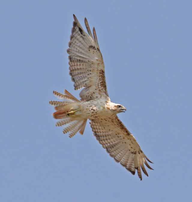 Krider's Red-tailed Hawk Photo 1