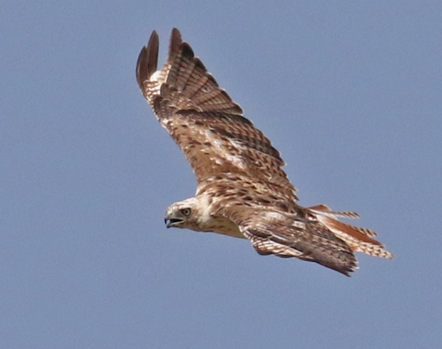 Krider's Red-tailed Hawk Photo 2