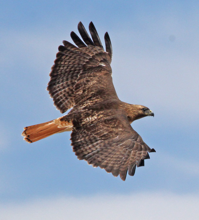 Red-tailed Hawk (intermediate adult in flight) photo #2