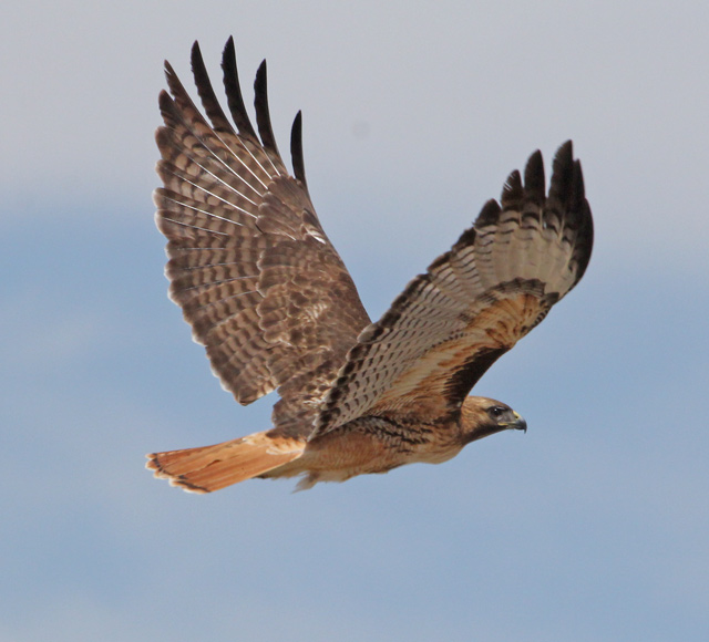 Red-tailed Hawk (intermediate adult in flight) photo #1