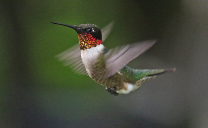 Ruby-throated Hummingbird Photo #4