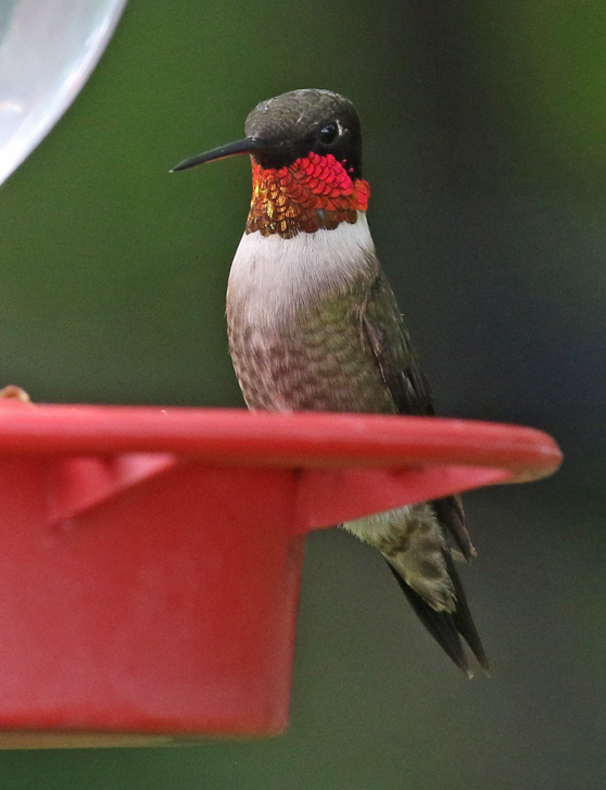 Ruby-throated Hummingbird Photo #2
