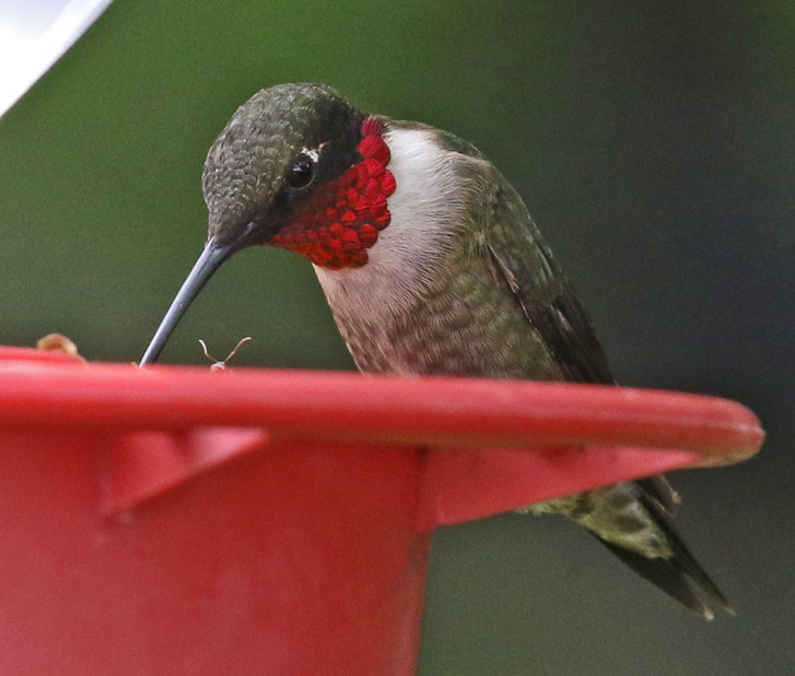 Ruby-throated Hummingbird photo #1