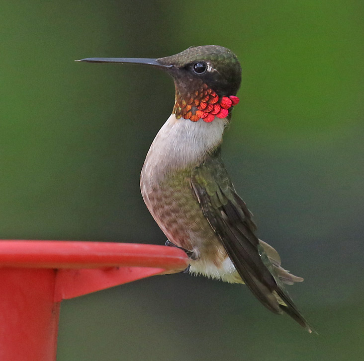 Ruby-throated Hummingbird Photo #3
