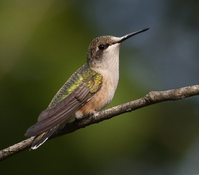 Ruby-throated Hummingbird photo #1