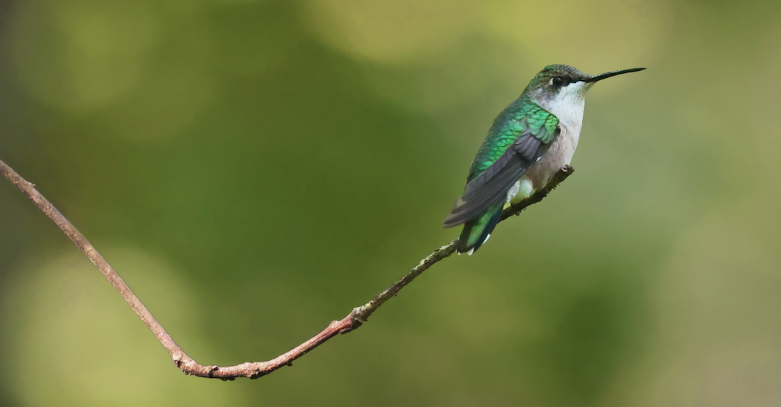 Ruby-throated Hummingbird photo #6