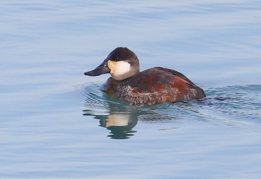 Ruddy Duck photo #4
