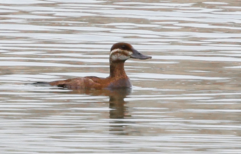 Ruddy Duck photo #1