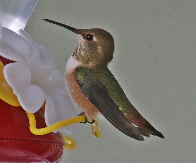 Rufous Hummingbird (female)  photo #3