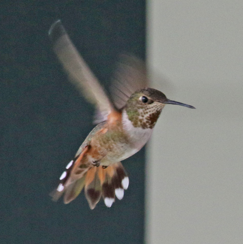 Rufous Hummingbird (female)  photo #7