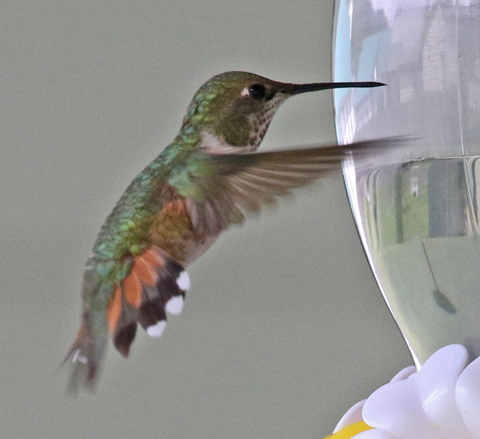 Rufous Hummingbird (female)  photo #6