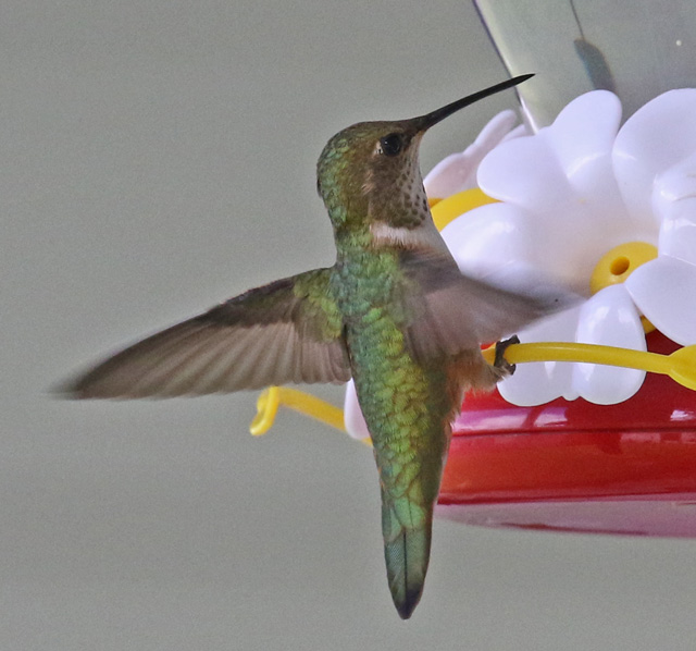 Rufous Hummingbird (female)  photo #5