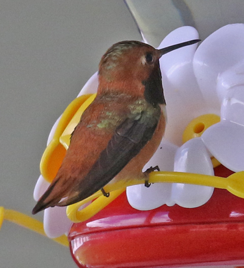 Rufous Hummingbird (male)  photo #3