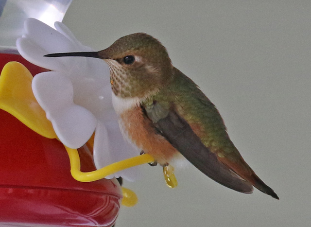 Rufous Hummingbird (female)  photo #4