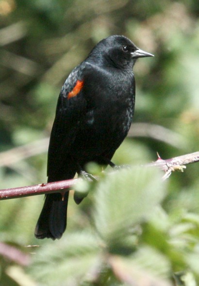 Red-winged Blackbird (California 