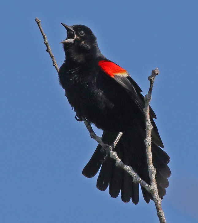 Red-winged Blackbird photo #1