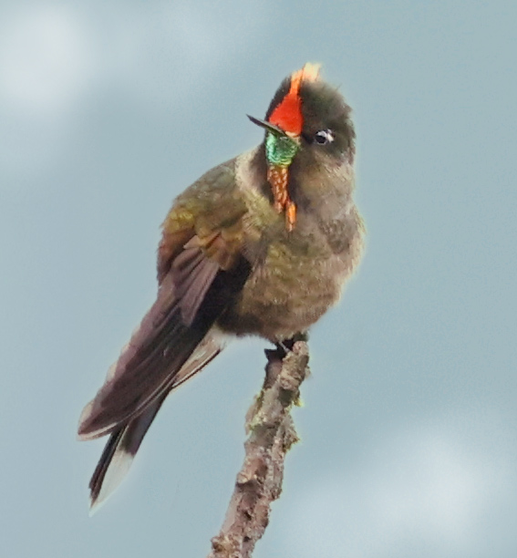 Rainbow-bearded Thornbill