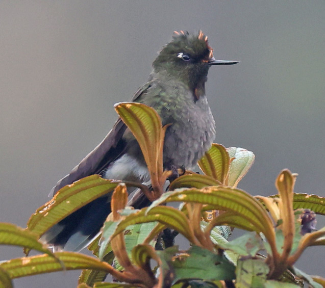 Rainbow-bearded Thornbill