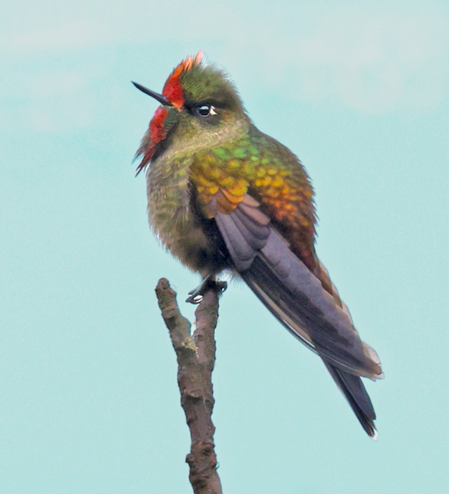 Rainbow-bearded Thornbill