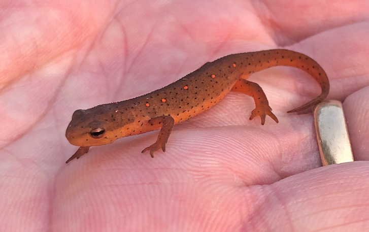 Red-spotted Newt (land form)