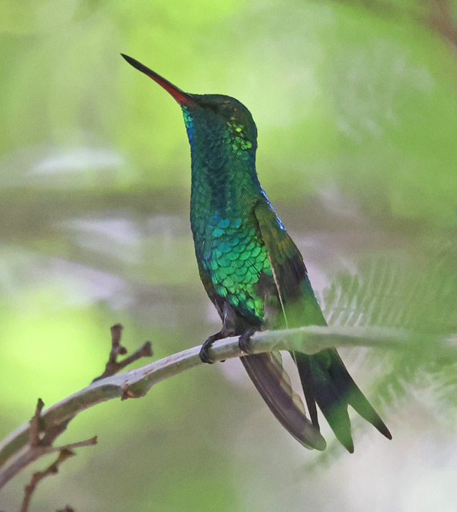 Red-billed Emerald 