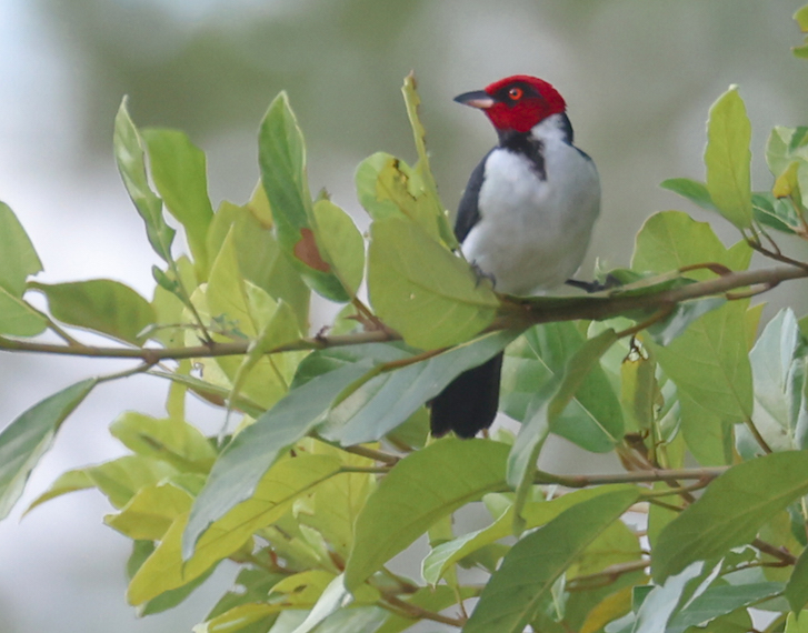 Red-capped Cardinal
