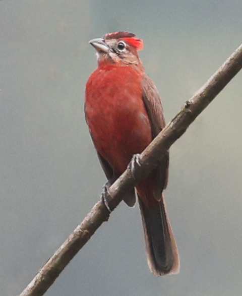 Red-crested Finch