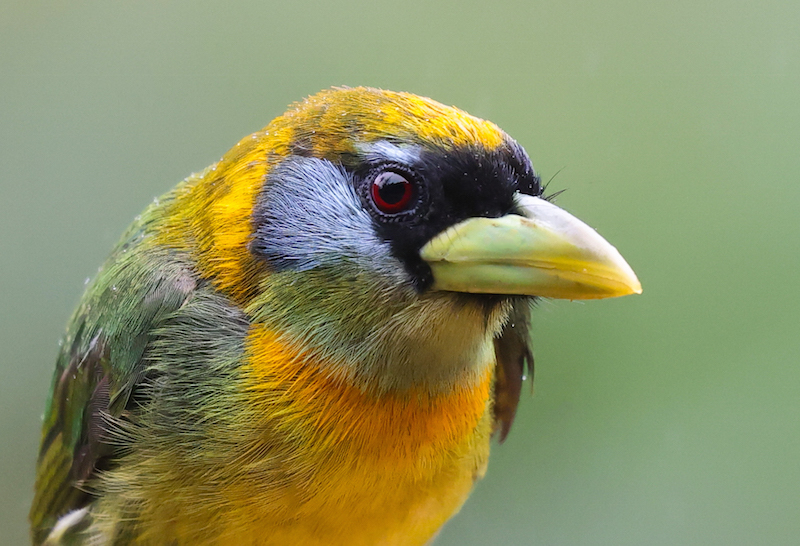 Red-headed Barbet