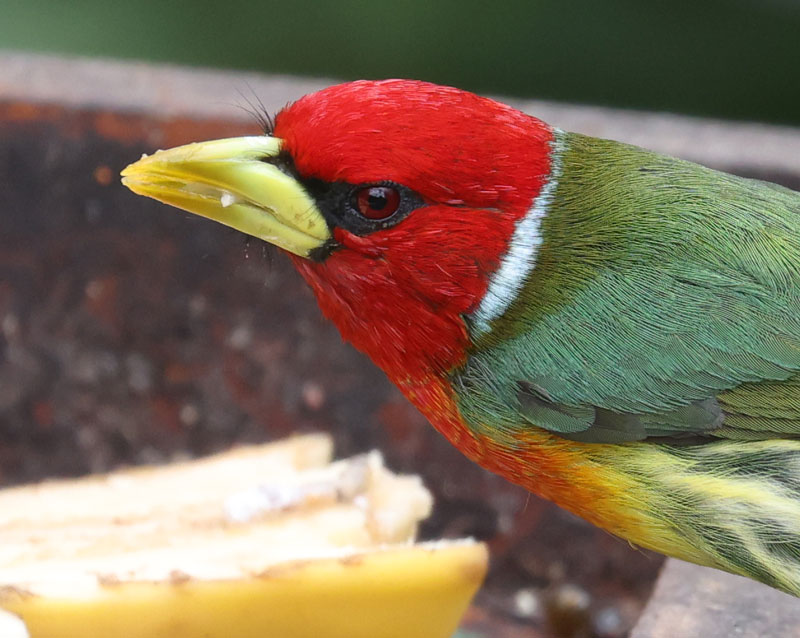Red-headed Barbet (male)