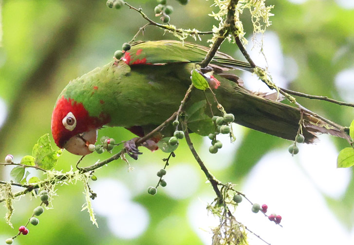 Red-masked Parakeet