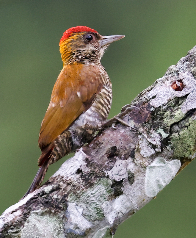 Red-rumped Woodpecker
