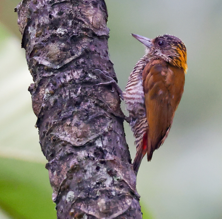 Red-rumped Woodpecker