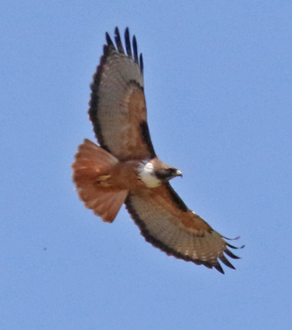 Red-tailed Hawk (resident race)