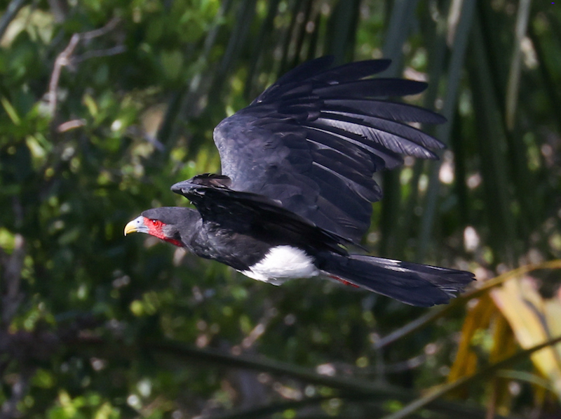 Red-throated Caracara
