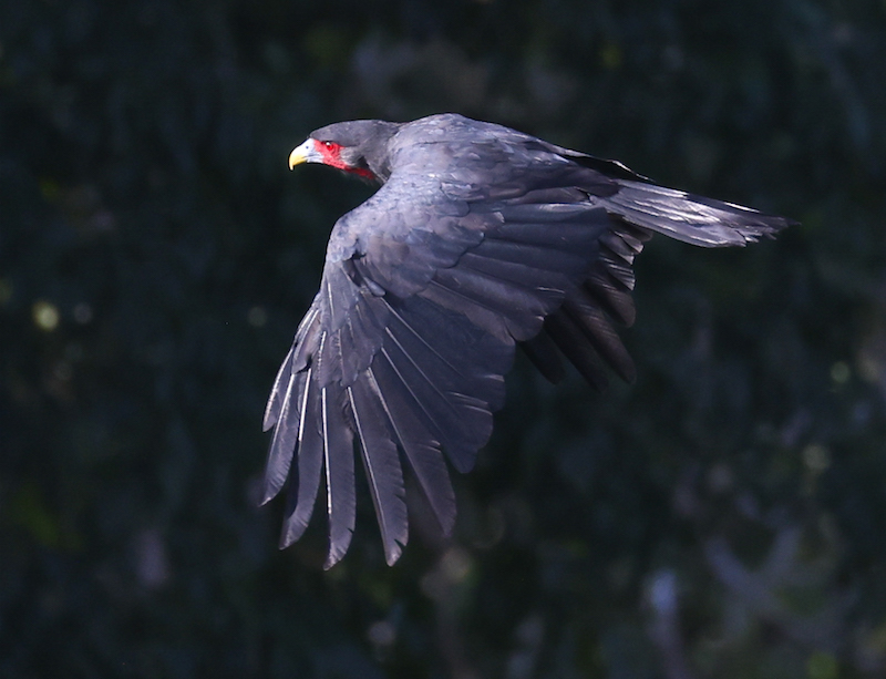 Red-throated Caracara
