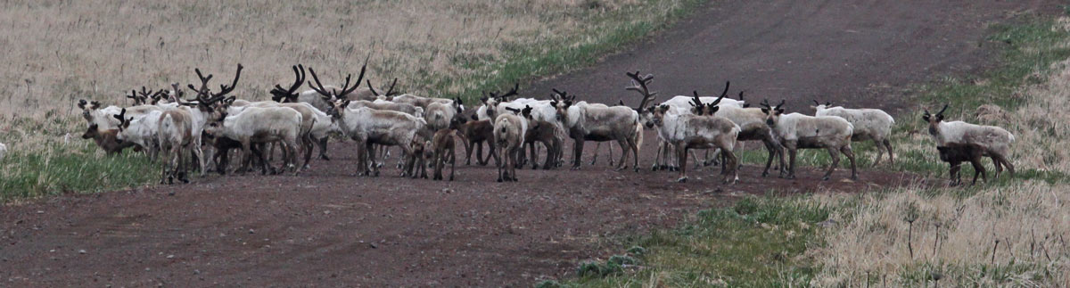 Caribou photo 1