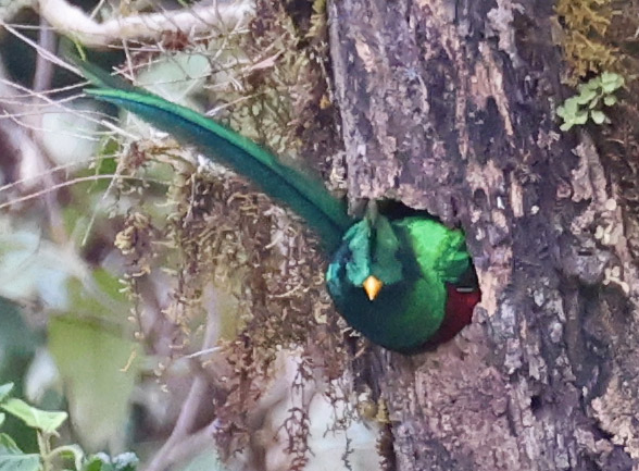 Resplendent Quetzal