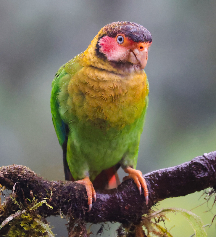 Rose-faced Parrot