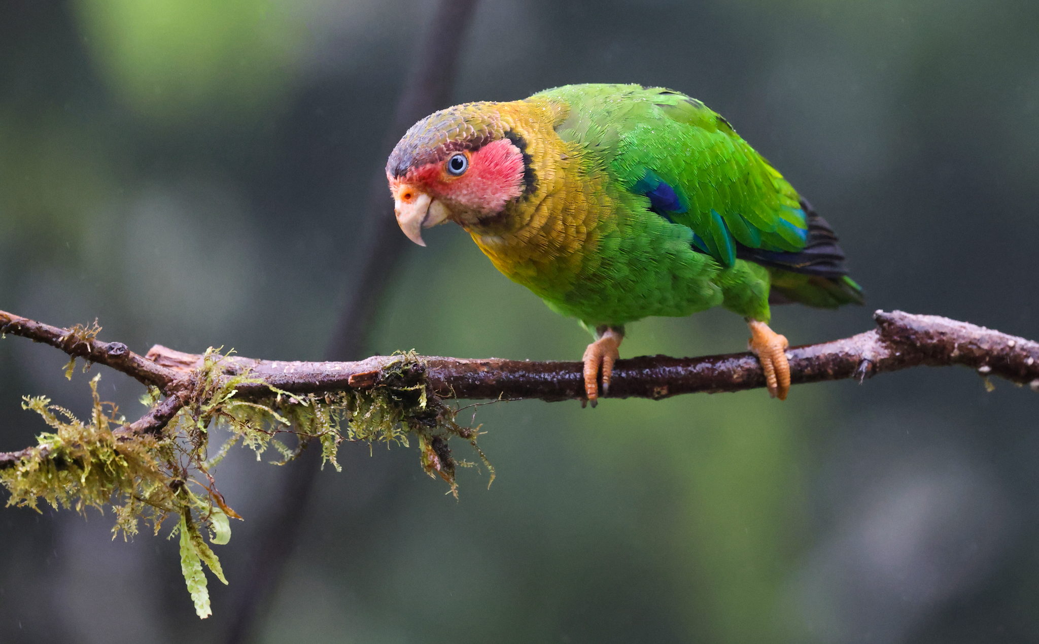 Rose-faced Parrot