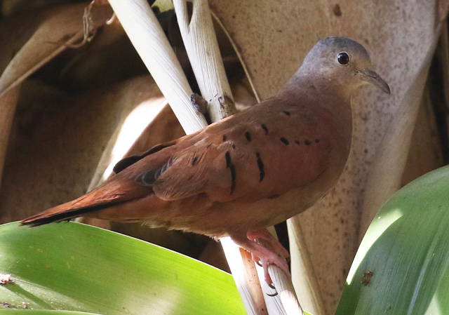 Ruddy Ground-dove